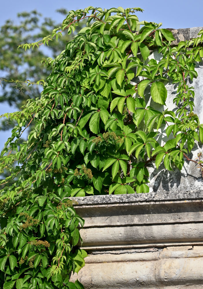 Изображение особи Parthenocissus quinquefolia.