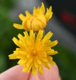 Scorzoneroides autumnalis. Соцветия. Московская обл., ГО Подольск, мкр-н Климовск, газон. 08.08.2026.