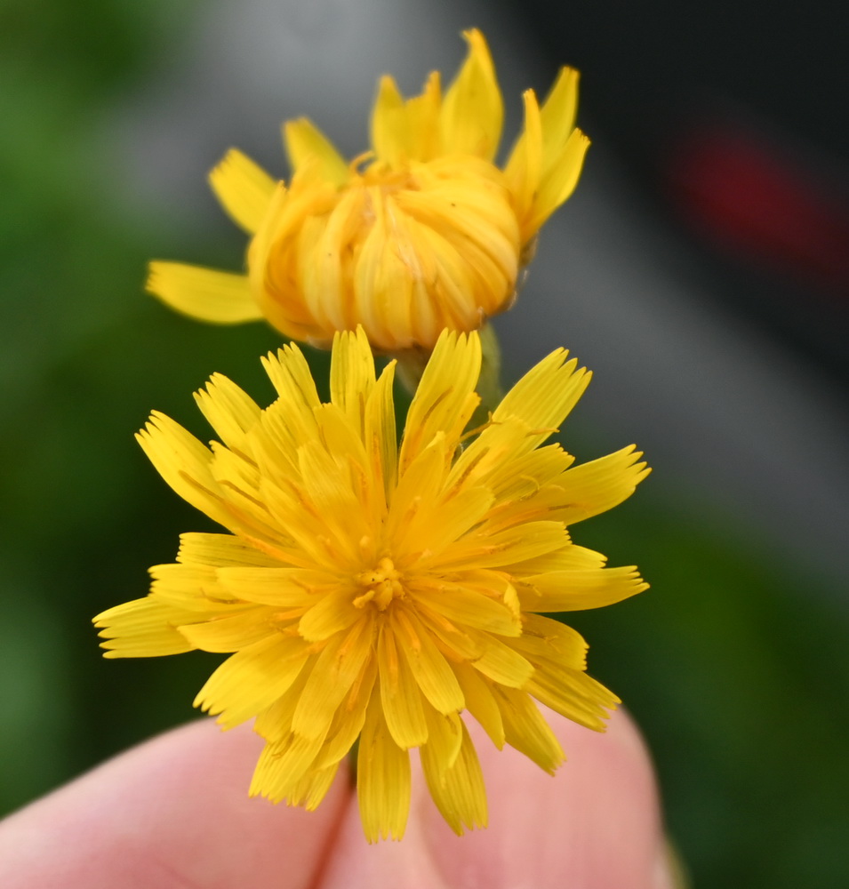 Изображение особи Scorzoneroides autumnalis.
