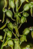 Listera ovata. Часть соцветия. Санкт-Петербург, Приморский р-н, заказник «Северное побережье Невской губы», просека ЛЭП, в кустарнике. 13.07.2026.