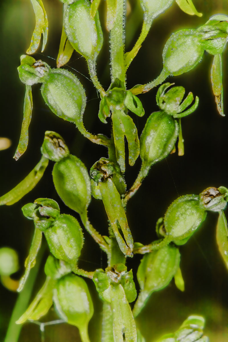 Image of Listera ovata specimen.