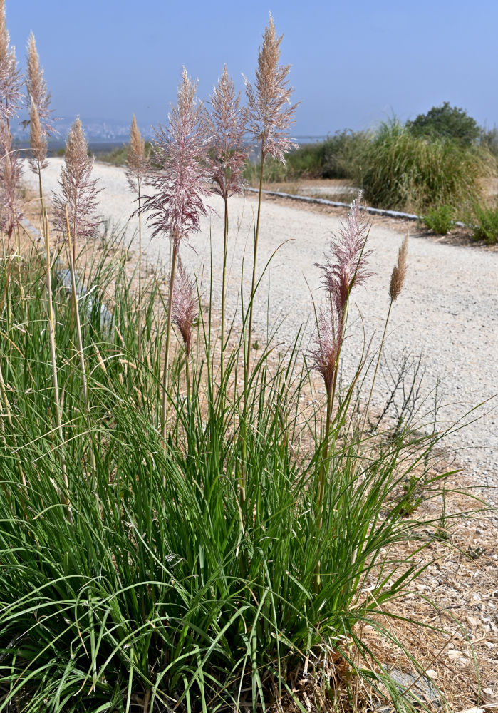 Image of Cortaderia selloana specimen.