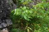 Juglans regia. Веточка. Турция, ил Артвин, монастырь Парехи, у разрушенной Верхней церкви. 12 июня 2026 г.