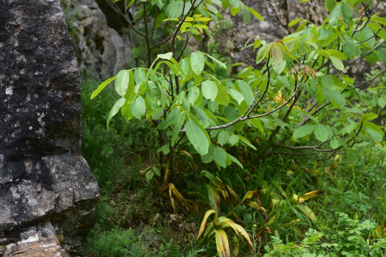 Image of Juglans regia specimen.