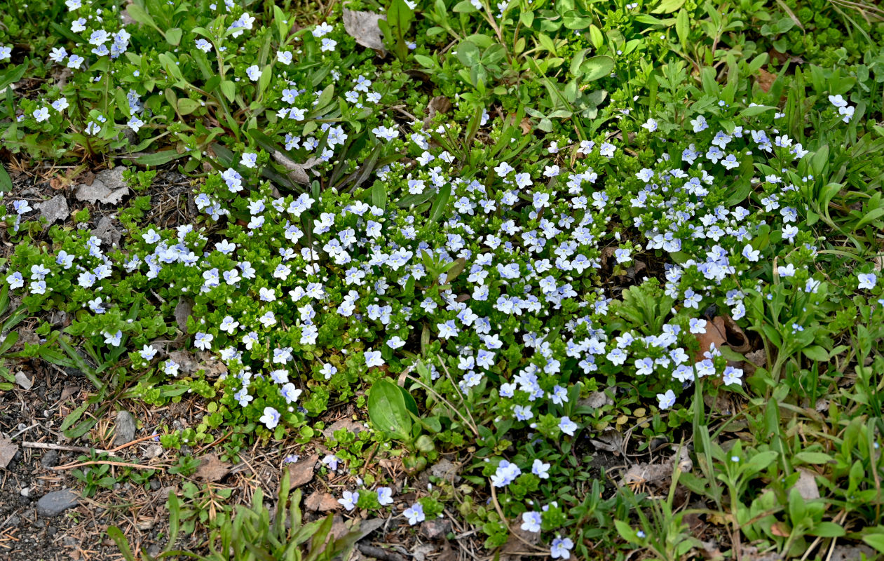 Image of Veronica filiformis specimen.