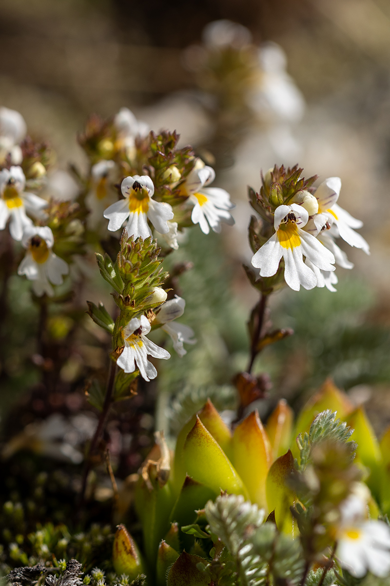 Изображение особи Euphrasia petiolaris.