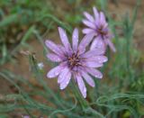 Tragopogon ruber