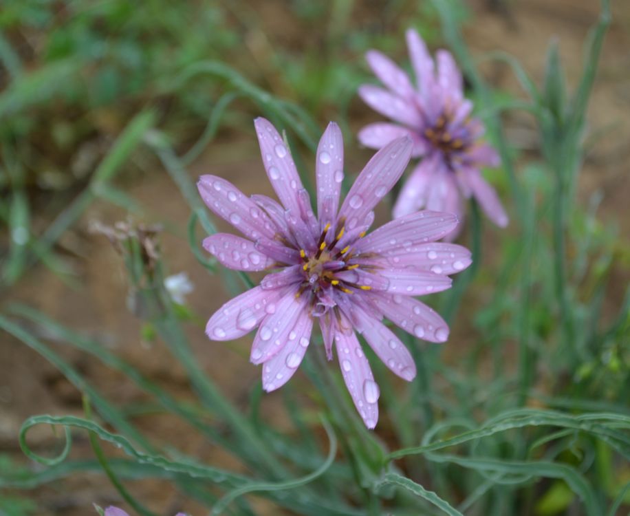 Image of Tragopogon ruber specimen.