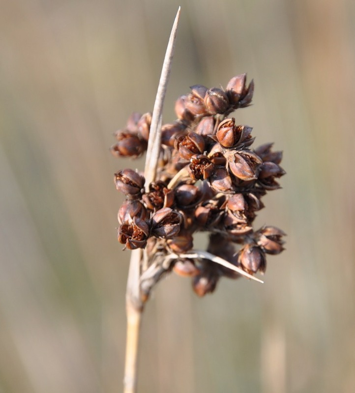 Изображение особи Juncus maritimus.