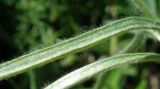 Ranunculus illyricus