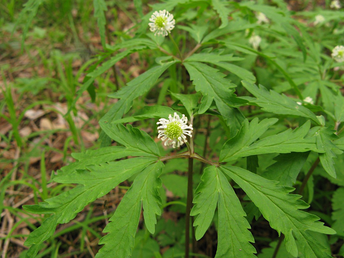 Изображение особи Anemone reflexa.