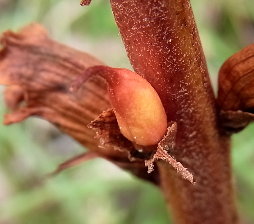 Изображение особи Orobanche gracilis.