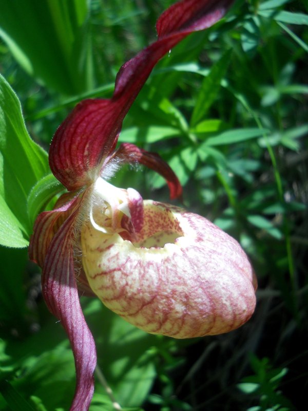 Изображение особи Cypripedium &times; ventricosum.