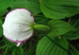 Cypripedium guttatum