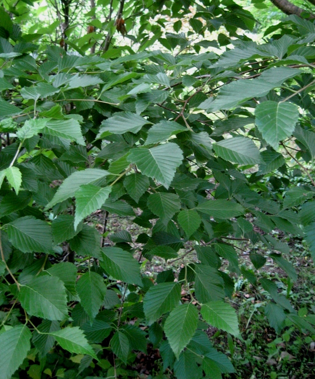 Изображение особи Sorbus alnifolia.