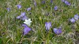 Campanula tridentata