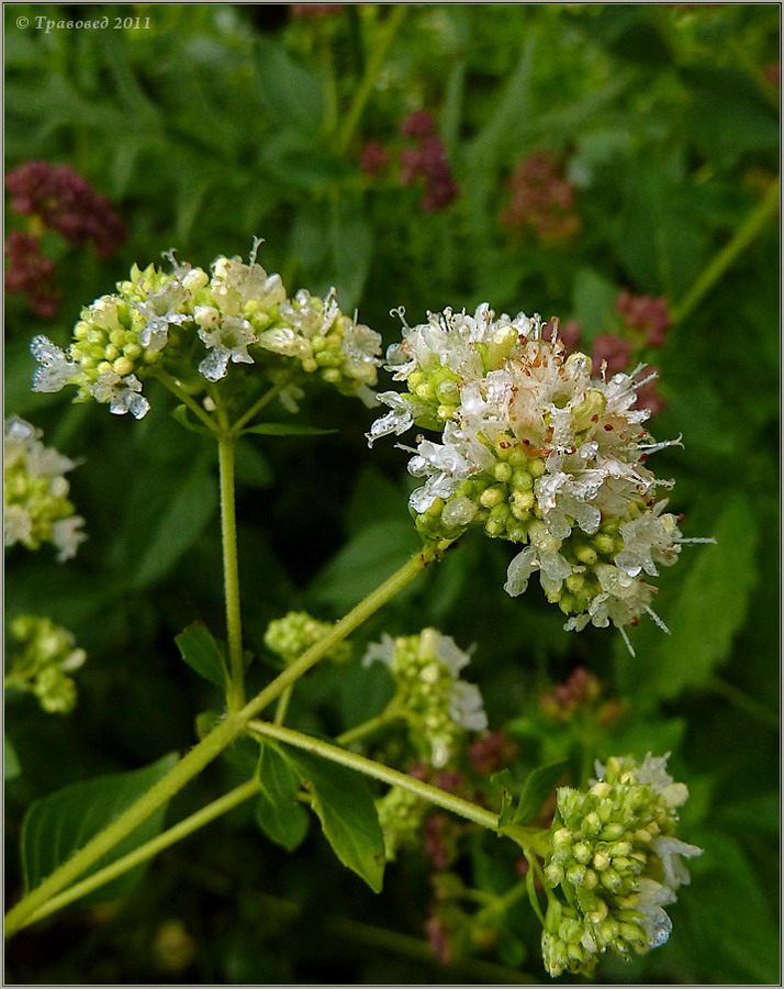 Изображение особи Origanum vulgare.