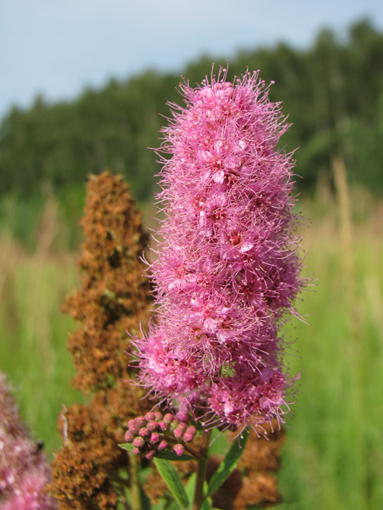 Изображение особи Spiraea &times; billardii.