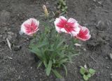 Dianthus chinensis