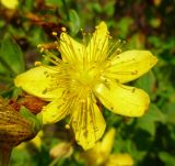 Hypericum maculatum