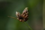 Isolepis setacea