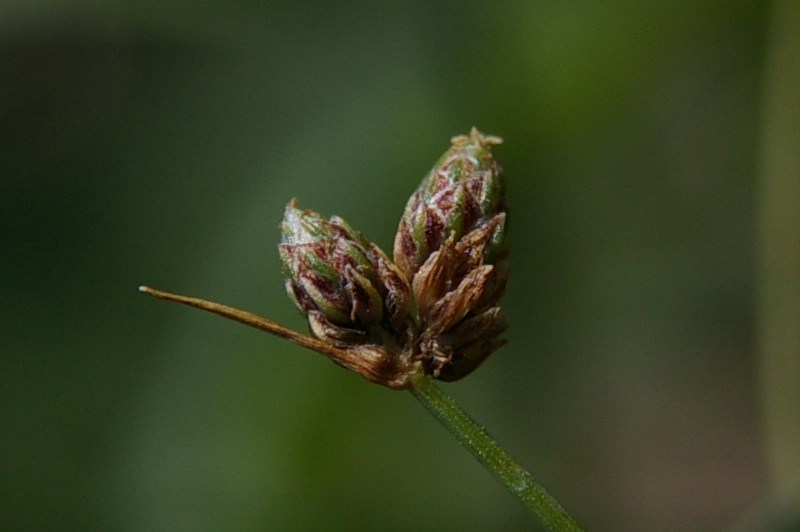 Изображение особи Isolepis setacea.