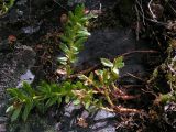 Rhodiola krylovii