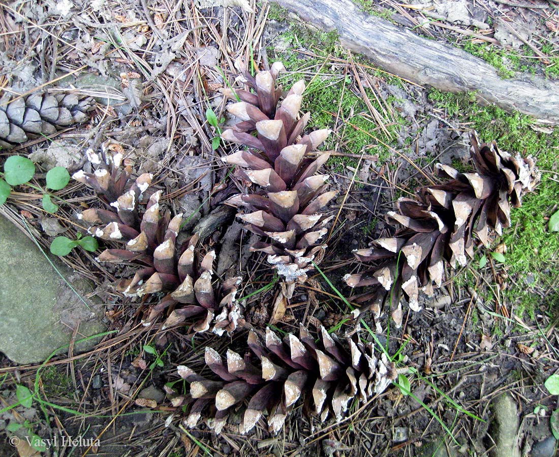 Image of Pinus strobus specimen.