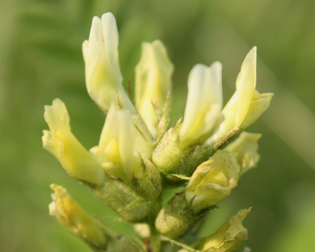 Image of Astragalus cicer specimen.