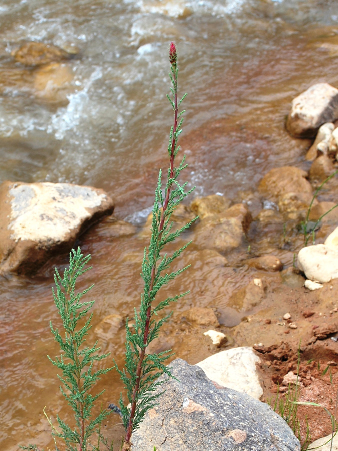 Image of Myricaria bracteata specimen.