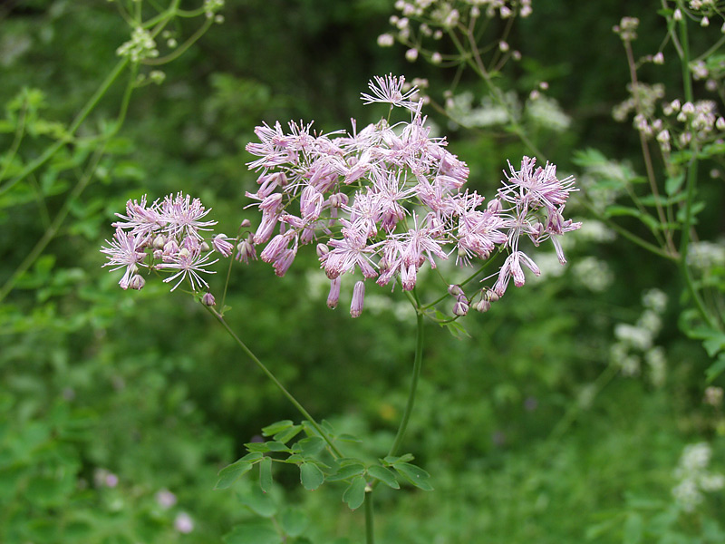 Image of Thalictrum aquilegiifolium specimen.