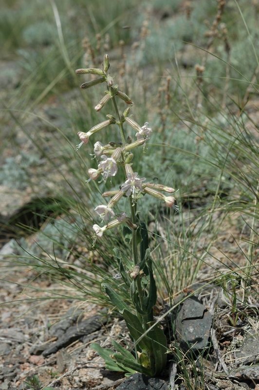 Image of Silene quadriloba specimen.