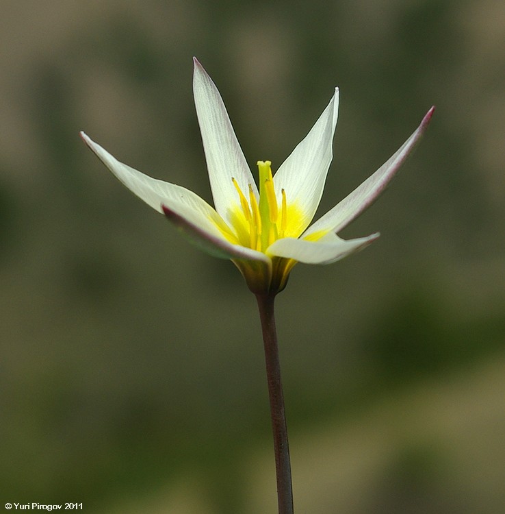 Image of Tulipa dasystemonoides specimen.