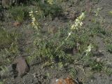 Phlomoides laciniata