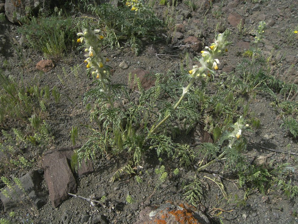 Изображение особи Phlomoides laciniata.