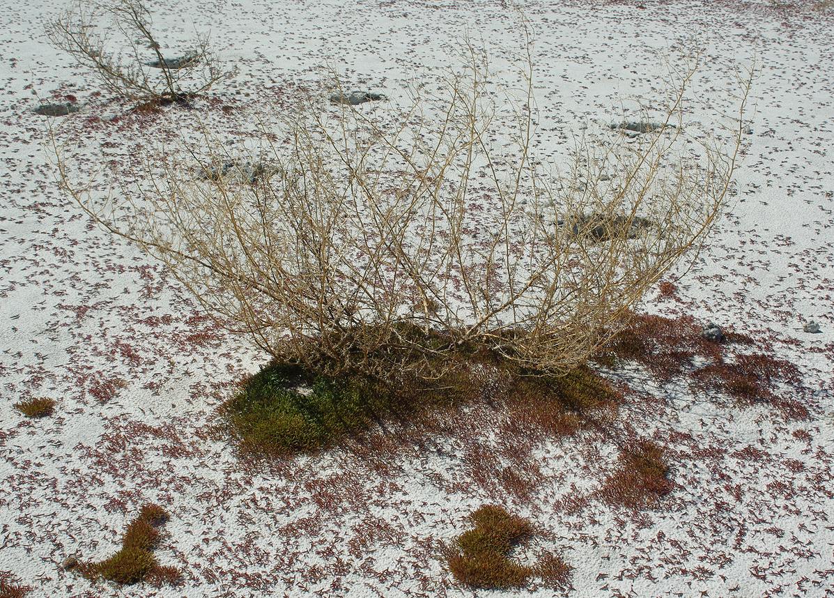 Image of genus Suaeda specimen.