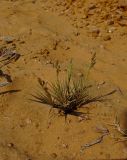 Sporobolus pungens. Цветущее растение. Израиль, Шарон, г. Герцлия, высокий берег Средиземного моря. 17.08.2011.