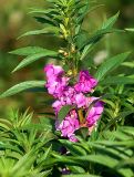 Impatiens balsamina. Побег с цветками. Московская обл., Раменский р-н, окр. дер. Хрипань, дачный участок. 16.08.2007.