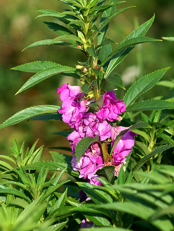 Image of Impatiens balsamina specimen.