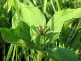 Paris quadrifolia. Верхушка цветущего растения. Смоленск, сухой луг на склоне холма. 21.05.2011.