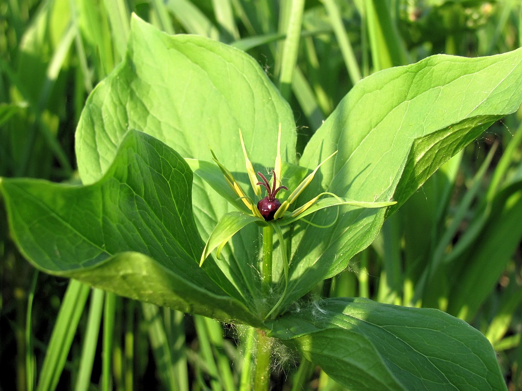 Image of Paris quadrifolia specimen.