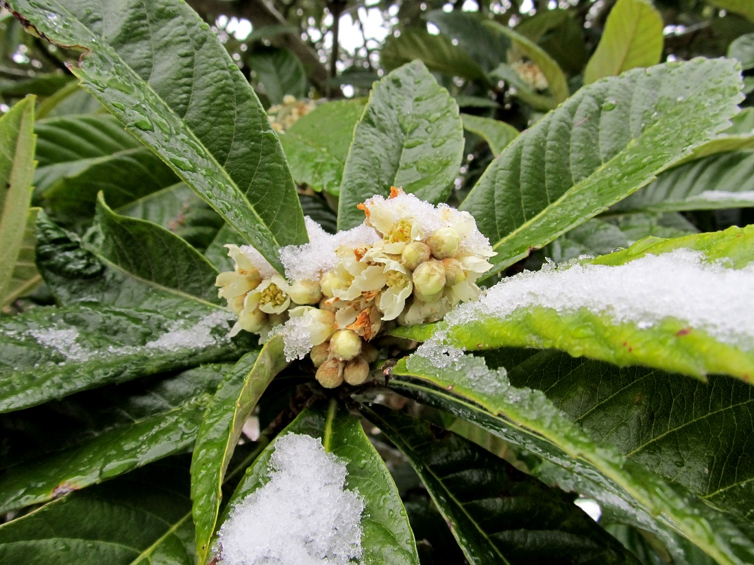 Изображение особи Eriobotrya japonica.