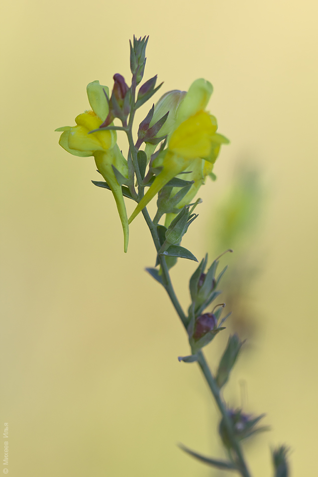 Изображение особи Linaria genistifolia.