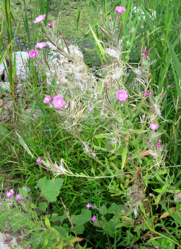 Изображение особи Epilobium villosum.