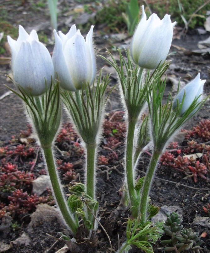 Image of Pulsatilla multifida specimen.