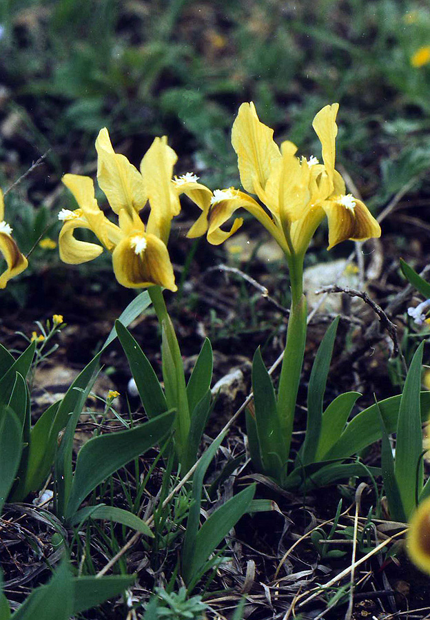 Image of Iris pumila specimen.