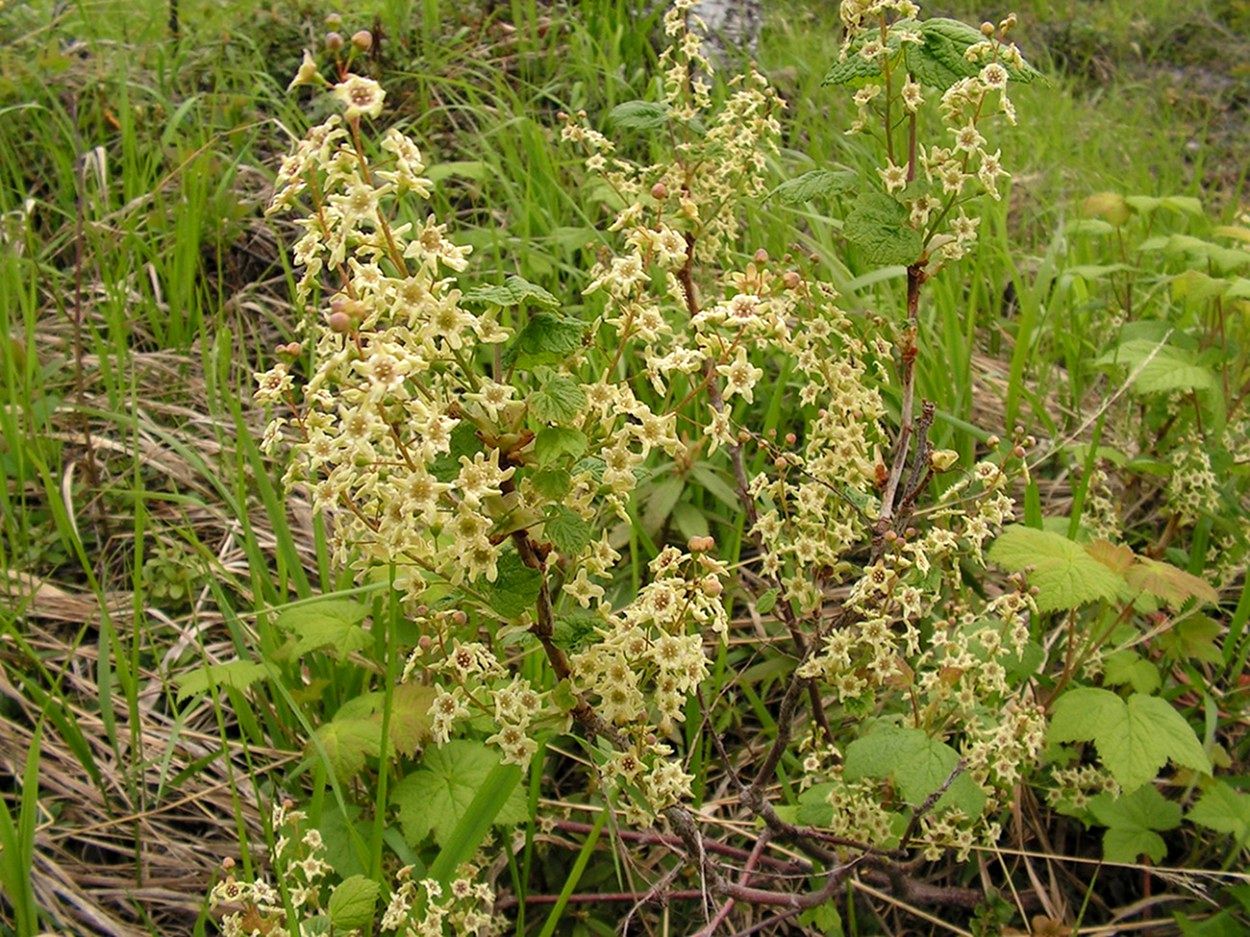 Image of Ribes dikuscha specimen.