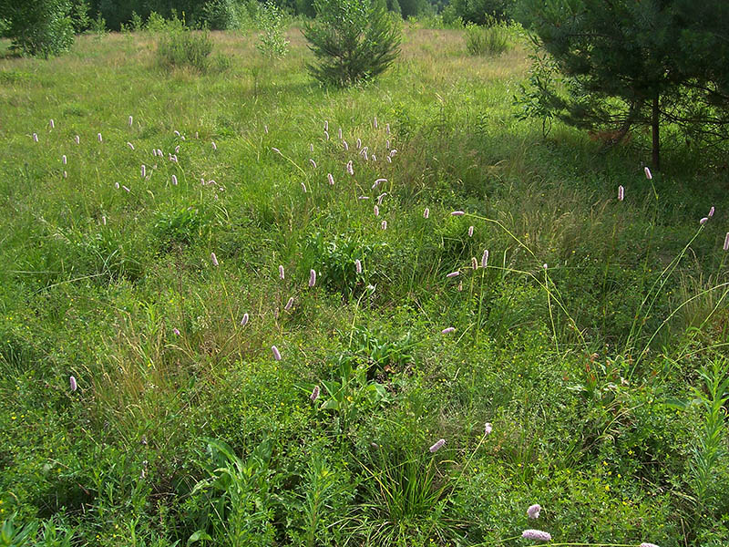 Изображение особи Bistorta officinalis.