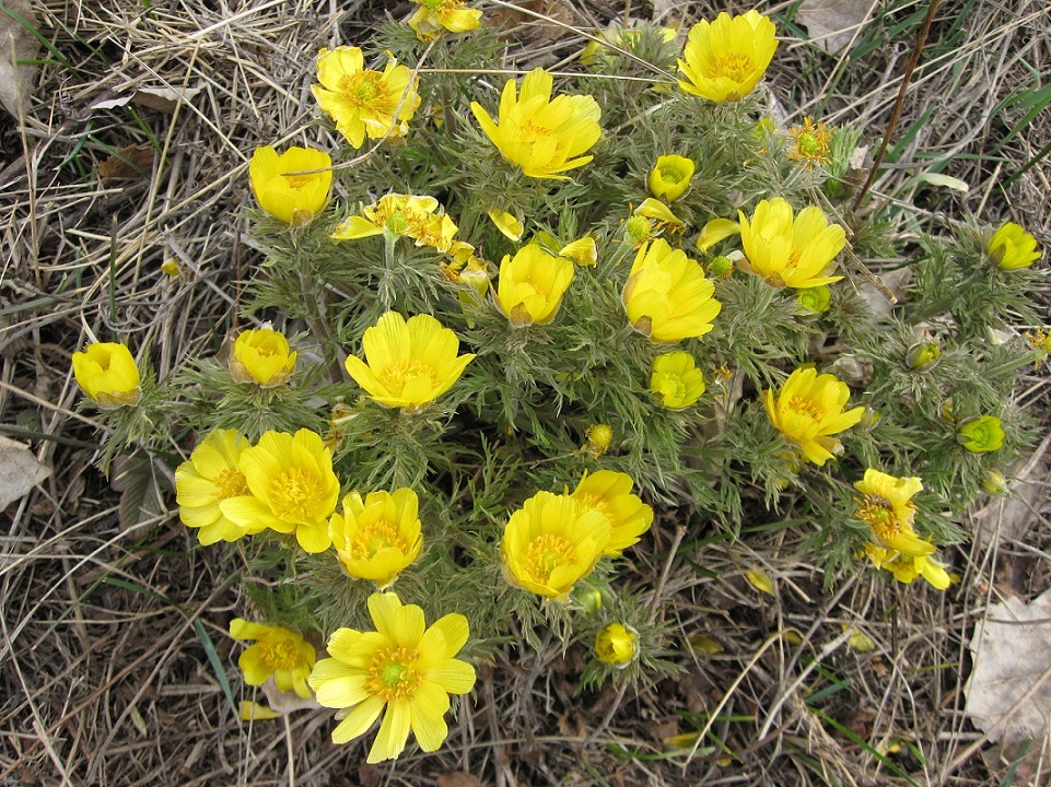 Image of Adonis villosa specimen.