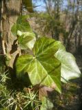 Hedera helix